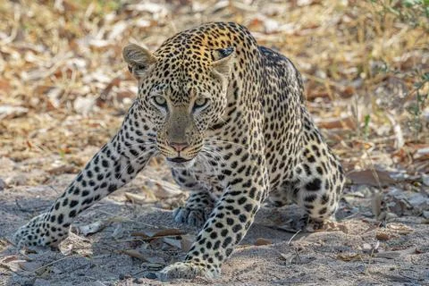 Crouching Leopard Stock Photos