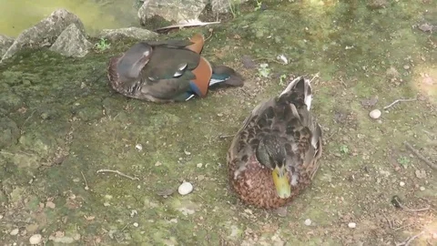 Crouching papers resting on tin board Stock Footage 77763524