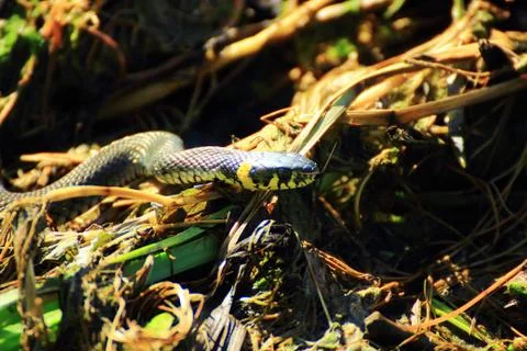 Crouching snake Stock Photos