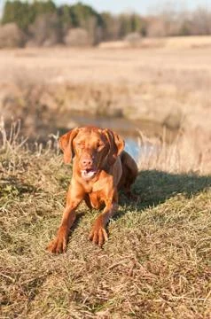 Crouching Vizsla Dog (Hungarian Pointer) Stock Photos