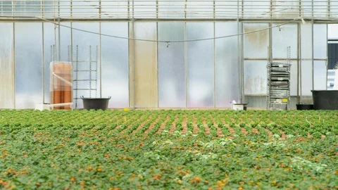 Crouching, Walking, Indoors, Day, Working, Agriculture, Latin, American, And, Stock Footage 94078918