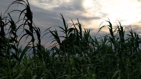 Crouching in the wind stems, during sunset 스톡 동영상 92912166