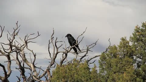 Crow 001 1080p 24fps Vídeos de archivo 10201852
