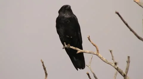 Crow 003 1080p 24fps Vidéo 10202807