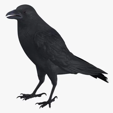 Crow 01 ~ 3D Model ~ Download #90892420 | Pond5