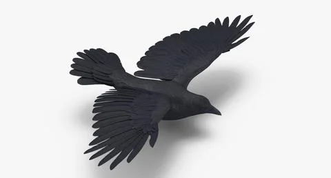 Crow 03 ~ 3D Model ~ Download #90940244 | Pond5