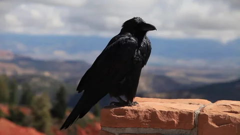 Crow on an adobe and mountain region in the background Stock Footage 243630409