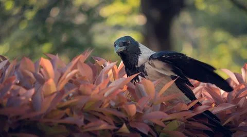 Crow alone on a bush Stock Photos
