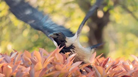 Crow alone on a bush Stock Photos