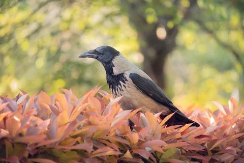 Crow alone on a bush Stock Photos