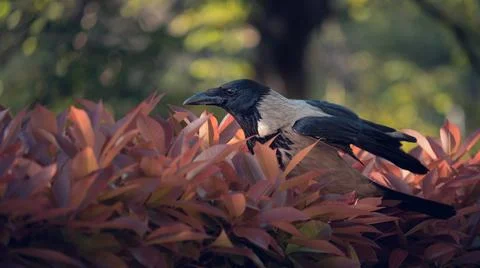 Crow alone on a bush Stock Photos