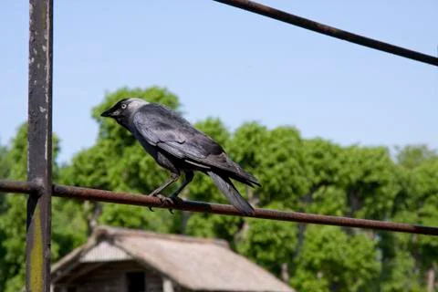 Crow alone Stock Photos