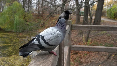 A crow and a dove Stockbeeldmateriaal 220429558