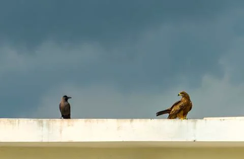 Crow and eagle Stock Photos