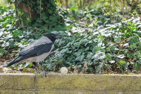 Crow and Eggshell in Bright Spring Light 写真素材