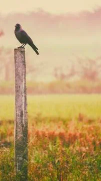 Crow and farm Stock Photos