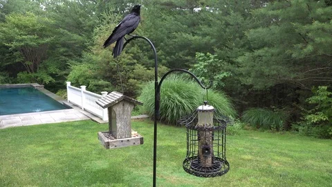 The Crow and the feeder with bread and pizza Stock Footage 91447855