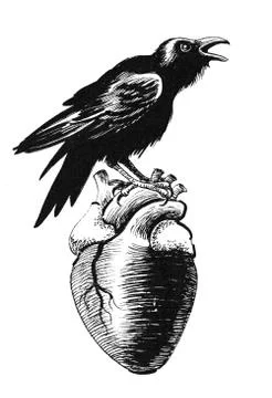 Crow and heart Stock Illustration