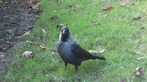 Crow and its catwalk Stock-Footage 32498559