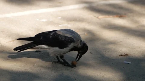 Crow and nut. Nut in its beak. Stock Footage 98134292