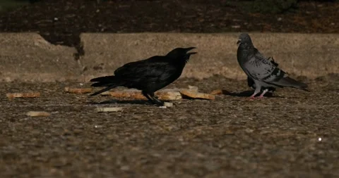 Crow and Pigeons Eating Bread on the Street Stock Footage 228748011