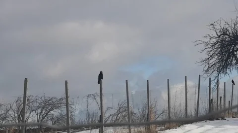 Crow and poet Stock Footage 122669000