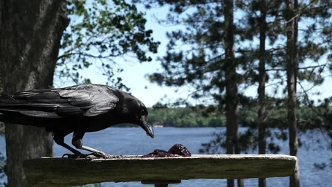 Crow approaches feeder to gulp down grape jelly. Video stock 148675533