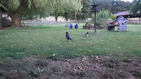 The crow asserts itself at the feeding place opposite a thieving magpie Video stock 89096171