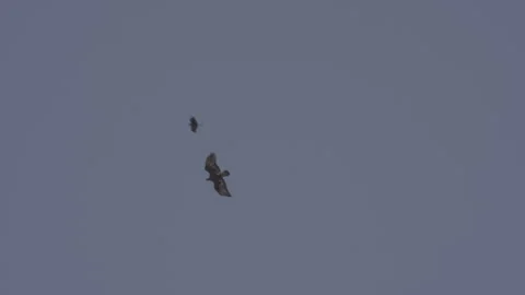 Crow Attacking a Golden Eagle Mid-Air, S-log, 4K available 스톡 동영상 321228473