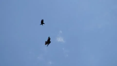 Crow attacking a red kite Stock Photos