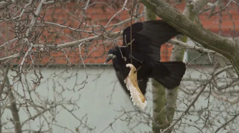 Crow Attacks 4 Stock Footage 33821417