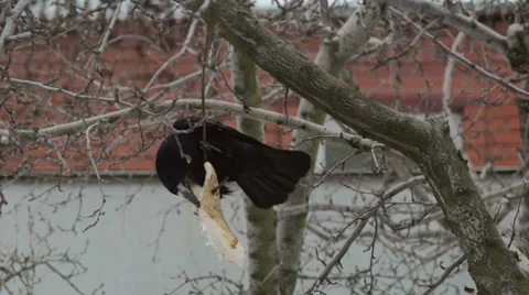 Crow Attacks 6 Stock Footage 33820769