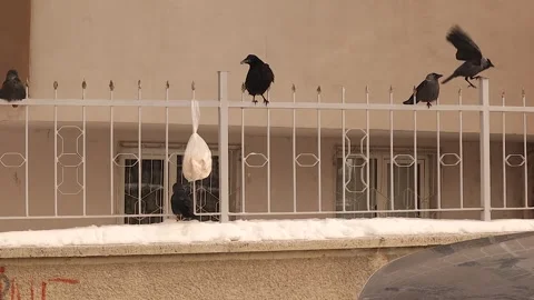 Crow Attacks Bread Bag in Winter Before Flying Away, urban wildlife behavior. Stock Footage 328299968