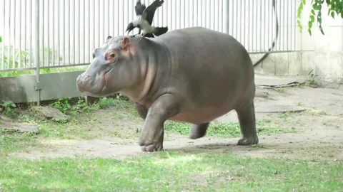 Crow attacks the hippopatamus, slow motion Stock Footage 90992846