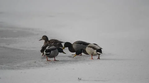 Crow attacks mandarin duck on the ice in winter Stock Footage 40827617