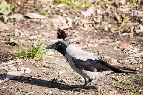 Crow on autumn ground Stock Photos