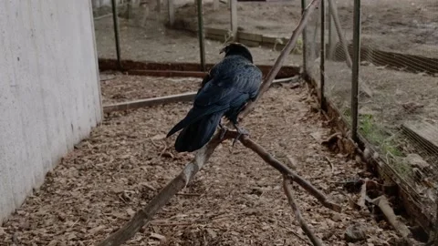 Crow in an aviary Stock Footage 160343924