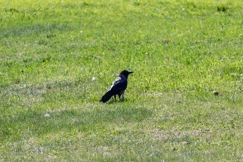 Crow on a background of green grass Foto stock