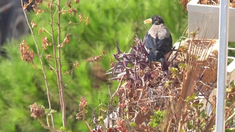 Crow At The Balcony Stock Footage 139484673