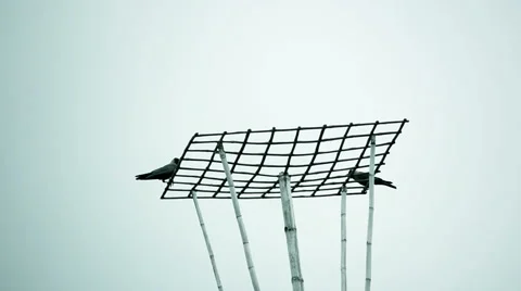 Crow On bamboo tower Stock Footage 49208071