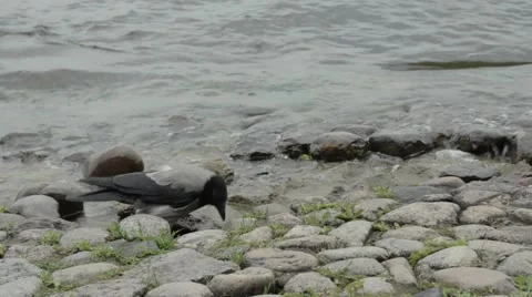 Crow on the bank of the river. Stock Footage 52068434