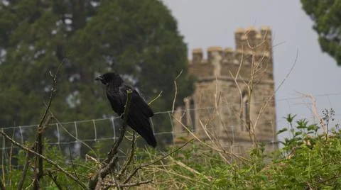 A crow on a barbed wire near the castle Stock Photos