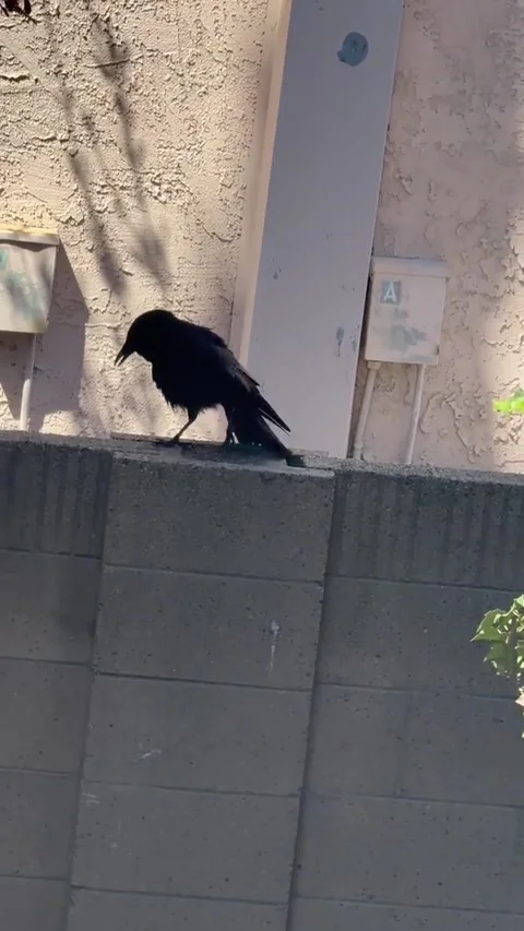 Crow Barking Like a Dog, Orange County, California, USA - 08 Apr 2026 Stock-Footage 333143932