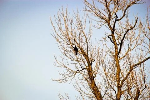 Crow on the barren tree Stock Photos