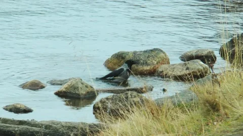 A crow bathed and washed in evening lake. Stock Footage 59049113