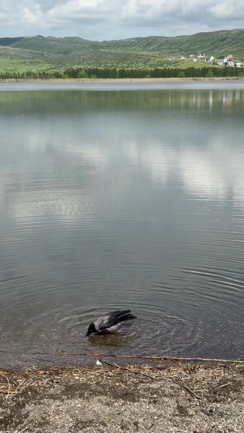 Crow bathing in a calm lake with mountain reflection in Georgia Vídeo Stock 335542555