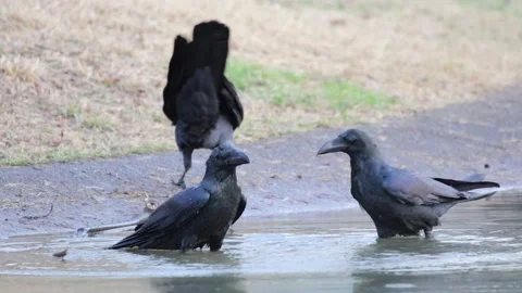 Crow bathing Stock Footage 235901325