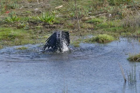 Crow is bathing in fresh water lake Video stock 138258624