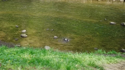 Crow bathing in a small river, regular speed Stock Footage 308156681