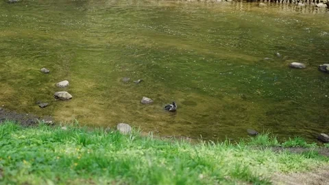 Crow bathing in a small river, slow motion speed Stock Footage 308156859